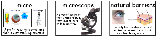 Science Wordwalls (Year 8) Text Only